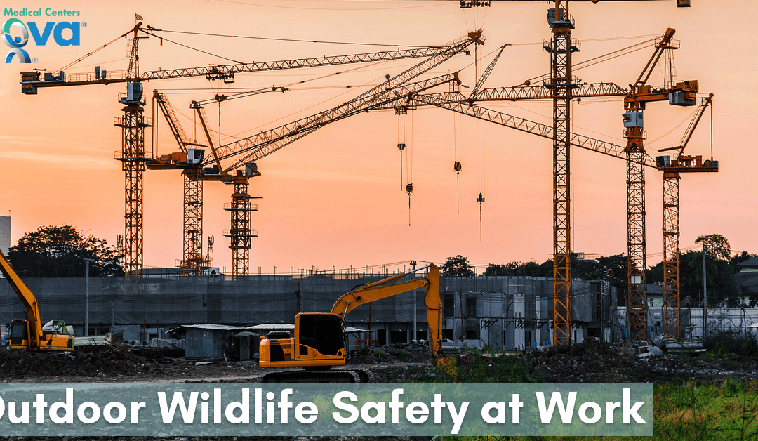 Outdoor Wildlife Safety at Work