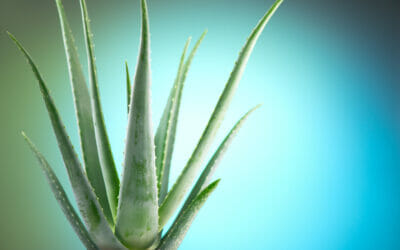 Aloe Vera is More Than a Plant, It’s everything!