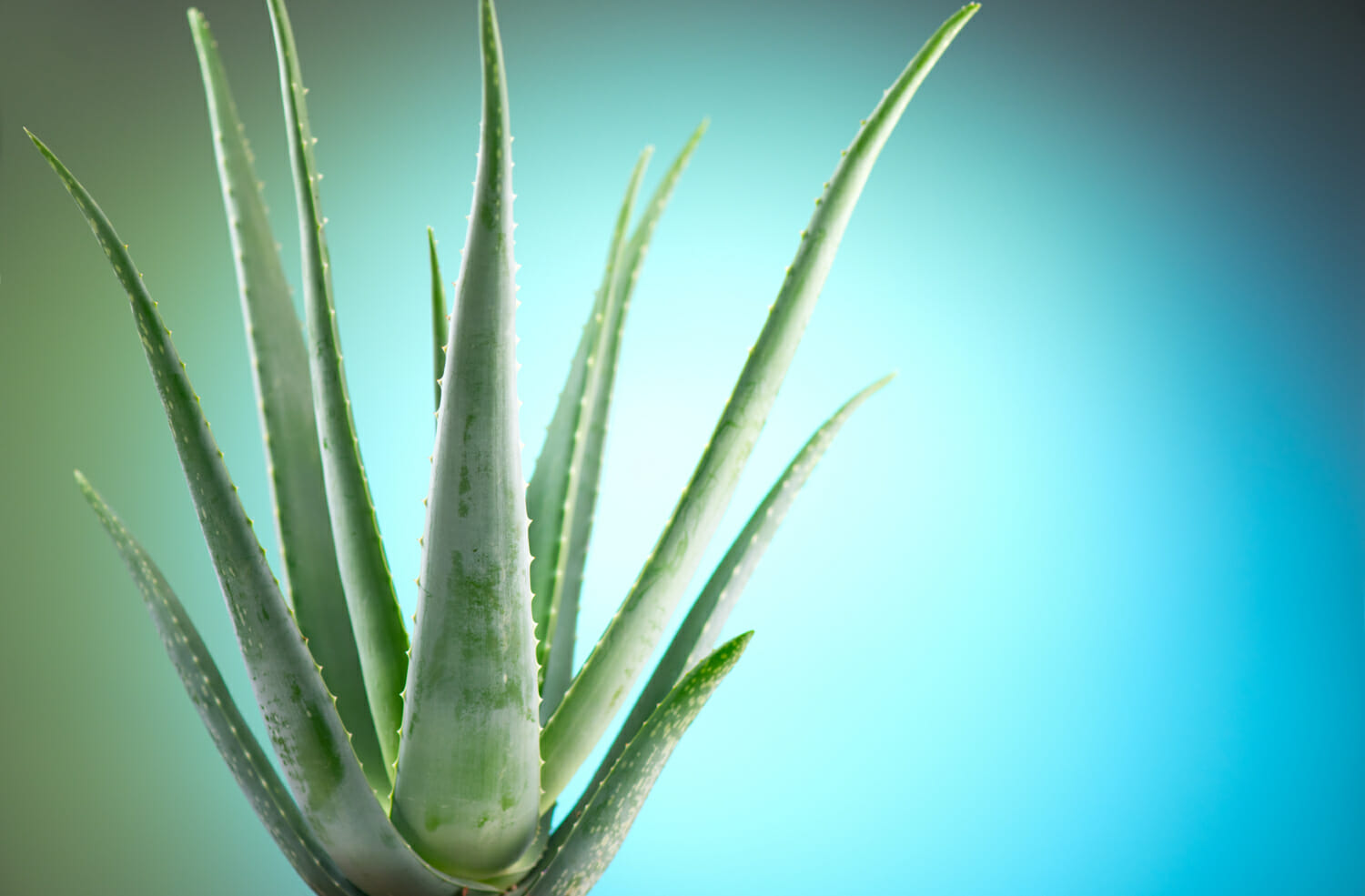 Aloe Vera is More Than a Plant, It's everything! | Nova Medical Centers